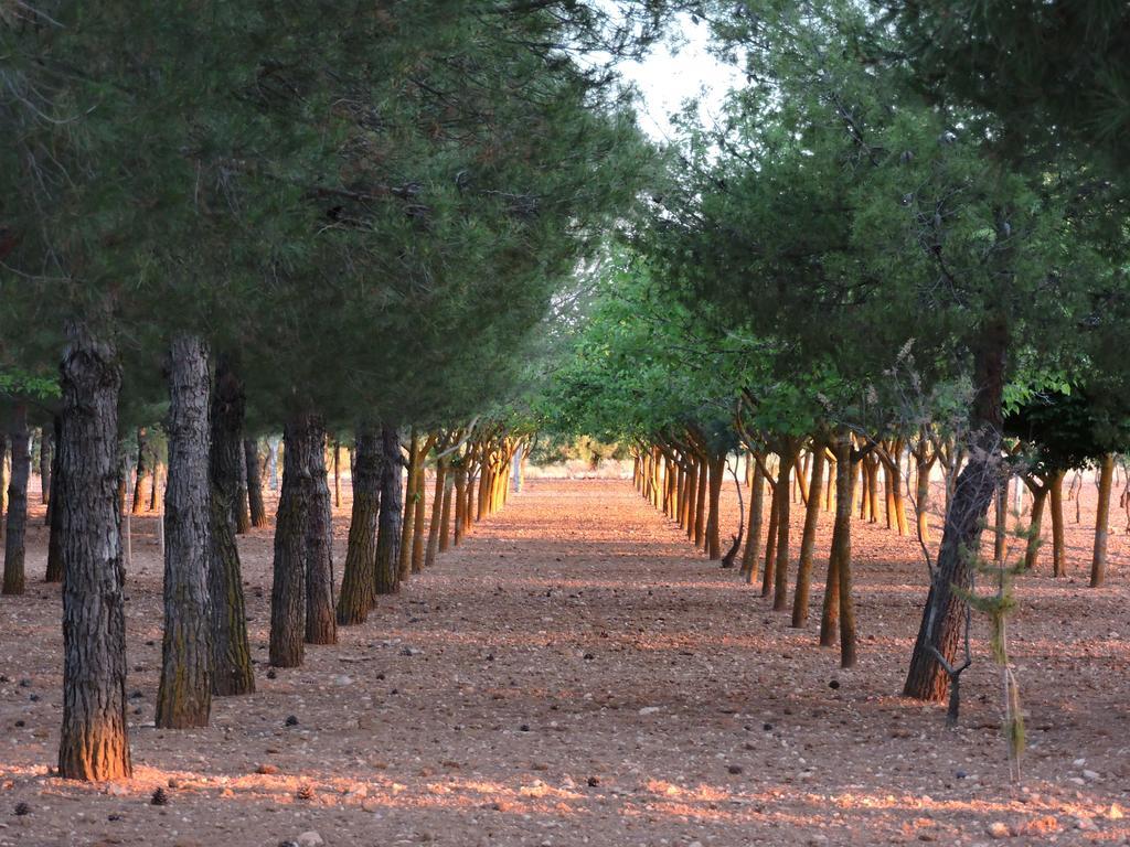 Casa Rural Santa Ana Miguel Esteban Dış mekan fotoğraf